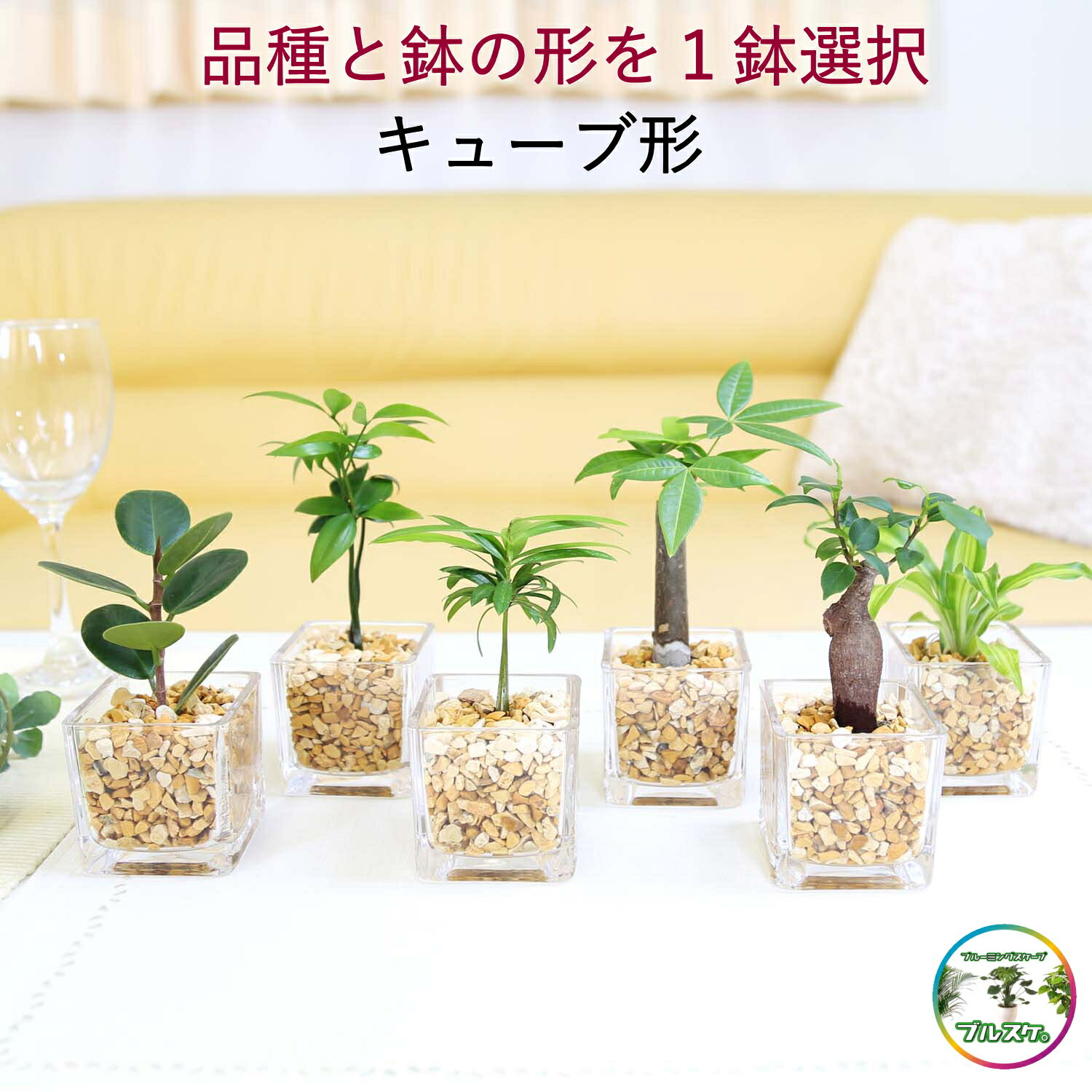  �u���[�~���O�X�P�[�v �y���g��Ȃ��ϗt�A�� �~�j�ϗt�A�� �[�I���C�g�A���E�I�ׂ�K���X�� 1���u���C���{�[�N���X�^���E�n�C�h���J���`���[�v�b���D���Ȏ�ނ�I�ׂ܂��B