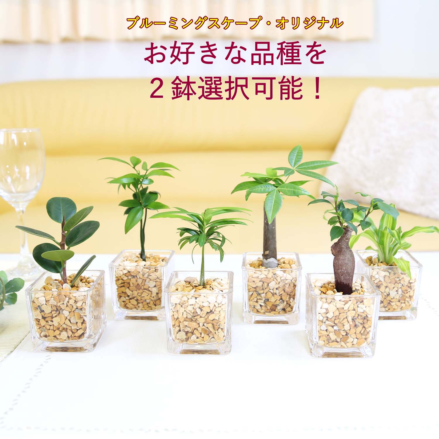 楽天市場】丸い葉 観葉植物(種類(植物)パキラ)の通販 楽天市場】丸い葉 観葉植物(種類(植物)パキラ)の通販