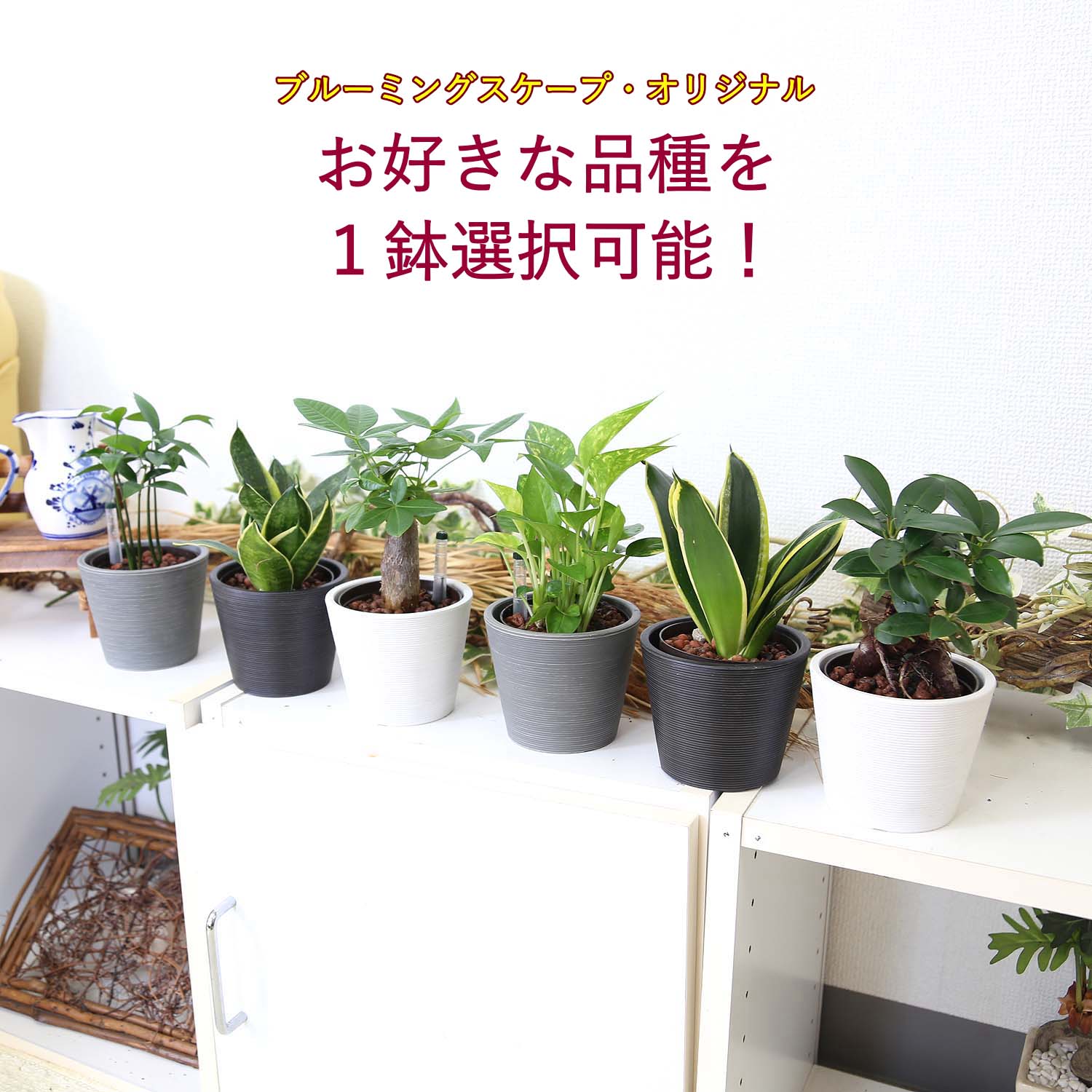 楽天市場】ストライプ(観葉植物|花・観葉植物):花・ガーデン 楽天市場】ストライプ(観葉植物|花・観葉植物):花・ガーデン