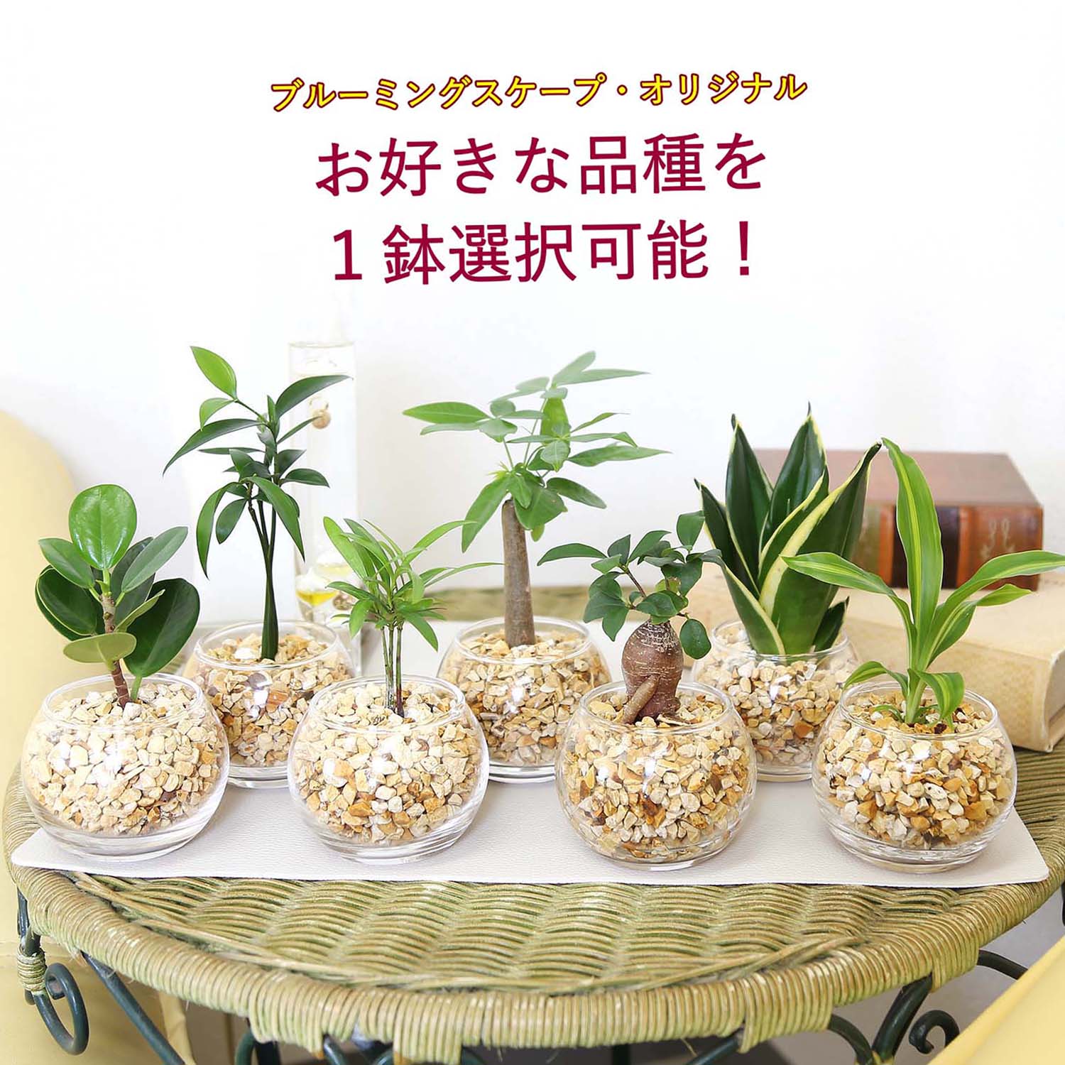 楽天市場】丸い葉 観葉植物(種類(植物)パキラ)の通販 楽天市場】丸い葉 観葉植物(種類(植物)パキラ)の通販