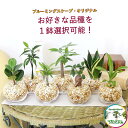 【ブルーミングスケープ】土を使わない観葉植物 ミニ観葉植物 ゼオライト植え・ガラス鉢 丸形 1鉢 「レインボークリスタル・ハイドロカルチャー」|お好きな1種類を...