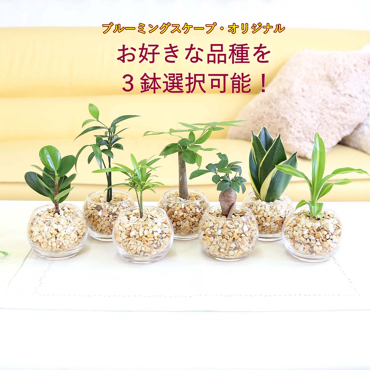 土を使わない観葉植物 ミニ観葉植物 ゼオライト植え・ガラス鉢 丸形 「レインボークリスタル・ハイドロカルチャー」|お好きな3種類を選べます。|3鉢セット|ブルーミングスケープ