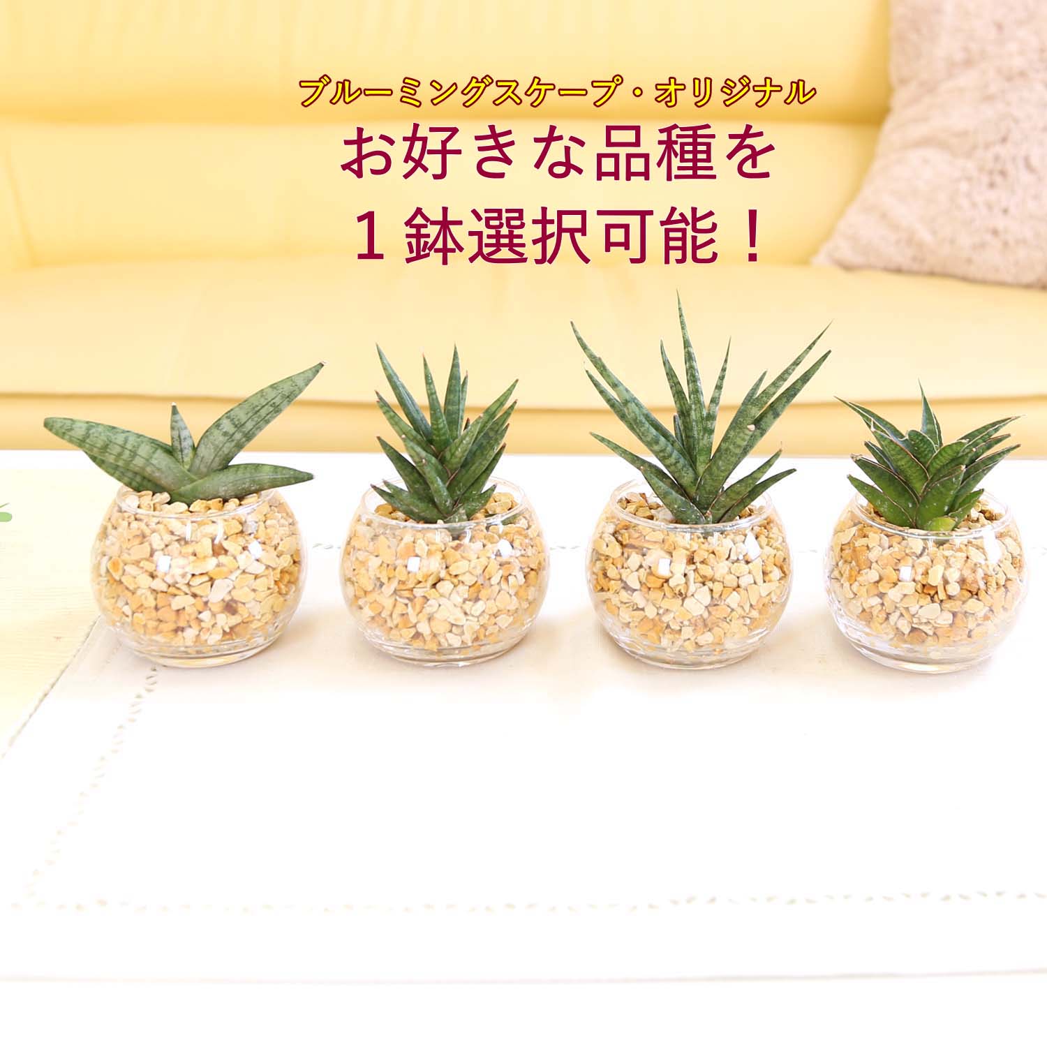 楽天市場】サンスベリア ボンセレンシス(高さ(植物)~ 70.9cm 楽天市場】サンスベリア ボンセレンシス(高さ(植物)~ 70.9cm