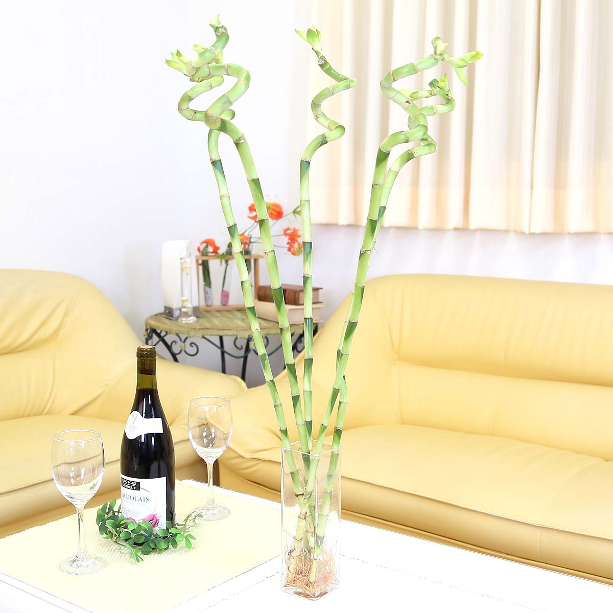 土を使わない観葉植物 開運竹 ミリオンバンブー（スパイラル 約70cm）5本セット｜ハイドロカルチャー・水耕栽培