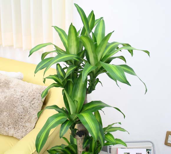 ��ʡ���ڡ��ѥ����ס� 8��ܥХ����å�ȭ���С� �ڤ�ɽɽ�̡����åɥ��åסô��տ�ʪ ¿����ʪ �֥롼�ߥ󥰥�������