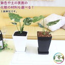 【いろいろ選べる!】モンステラ・タイコンステレーション 5号 プラスチック鉢+鉢皿付き 1鉢|観葉植物・葉の穴があいていない場合もございます。