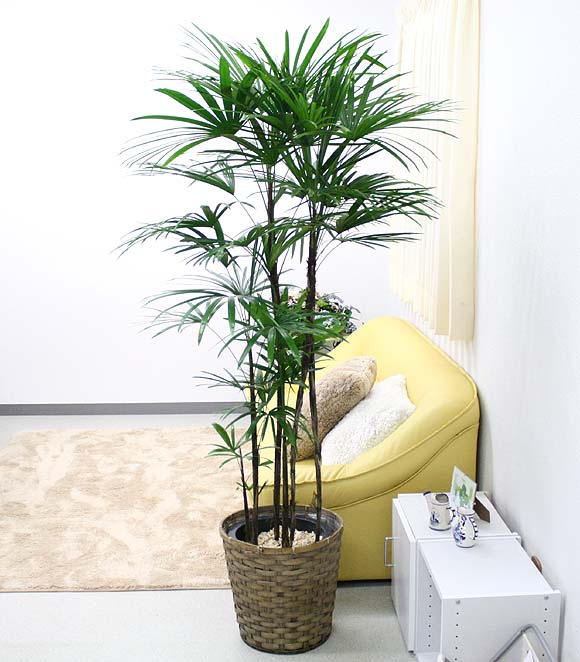シュロチク 観葉植物 シュロ竹（シュロチク） 10号+バスケット鉢カバー