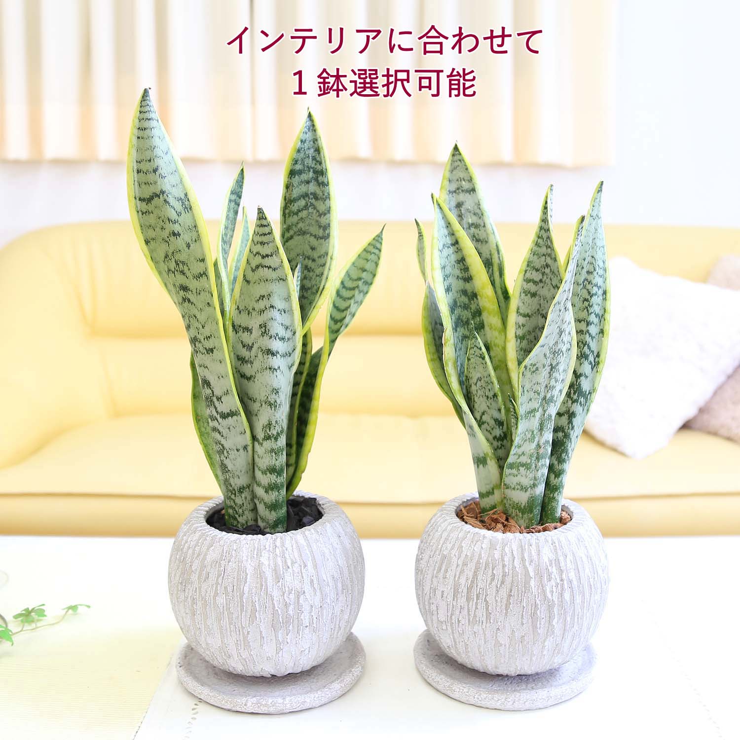 サンスベリア ハニーの苗 - メルカリ