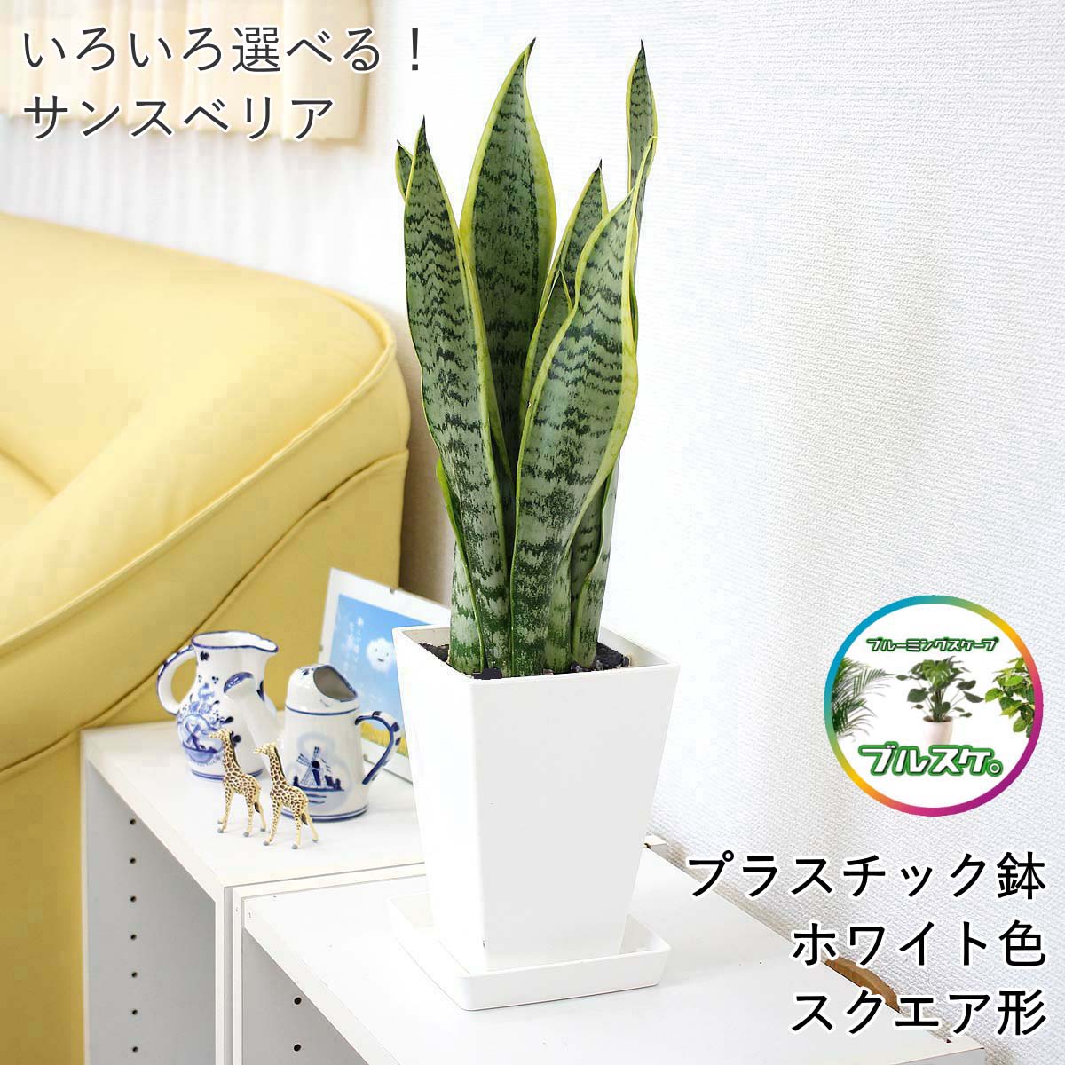 【送料無料】空気を浄化するといわ