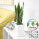 【送料無料】空気を浄化するといわれているサンスベリア 5号鉢+鉢皿(受け皿)付き 1鉢|お好きな鉢色や鉢の形(スクエア or 丸形セラアート・セメント鉢)などを...