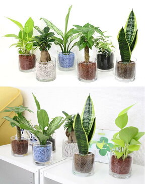 ネオコール植えミニ観葉植物（ガラス容器）3鉢セット【種類も色もよりどり選べる福袋Aセット】　「ハイドロカルチャー」