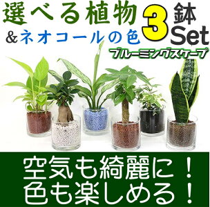 ネオコール植えミニ観葉植物(ガラス容器)3鉢セット【種類も色もよりどり選べる福袋Aセット】「ハイドロカルチャー」