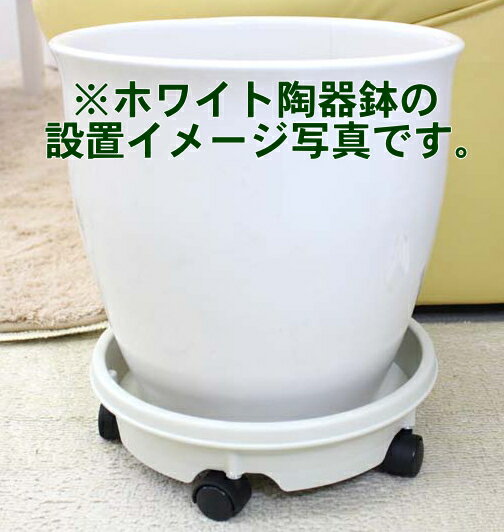 ���㥹�����դ������ʥ����ܥ꡼�ۥ磻�ȿ���10���ѡô��տ�ʪ �֥롼�ߥ󥰥�������