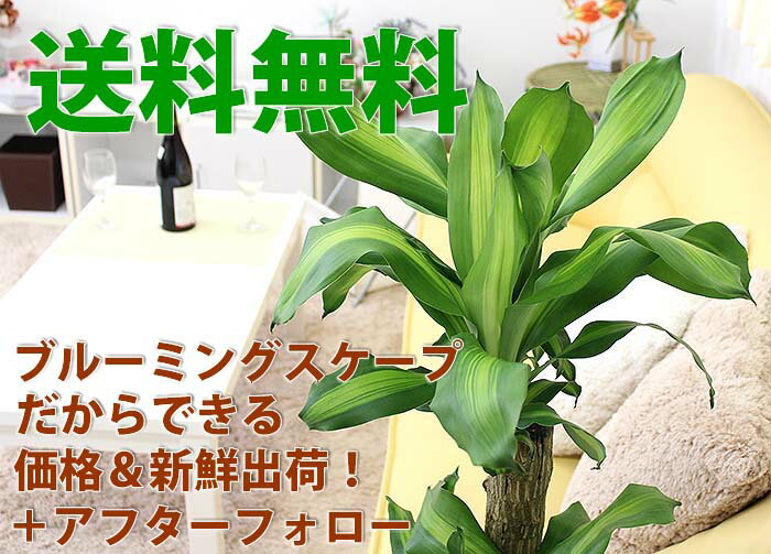 ブルーミングスケープ『幸福の木7号選べるスクエア陶器鉢Zタイプ（g8-massanz）』