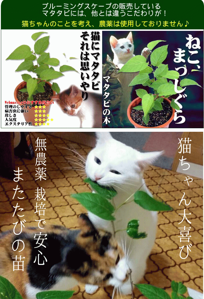 楽天市場 マタタビ またたび の木 2ポットセット 鉢皿 ブルーミングスケープ みんなのレビュー 口コミ 楽天市場 マタタビ またたび の木 2ポットセット 鉢皿 ブルーミングスケープ みんなのレビュー 口コミ