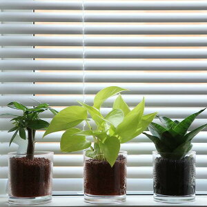 ネオコール植えミニ観葉植物(ガラス容器)3鉢セット【種類も色もよりどり選べる福袋Aセット】「ハイドロカルチャー」