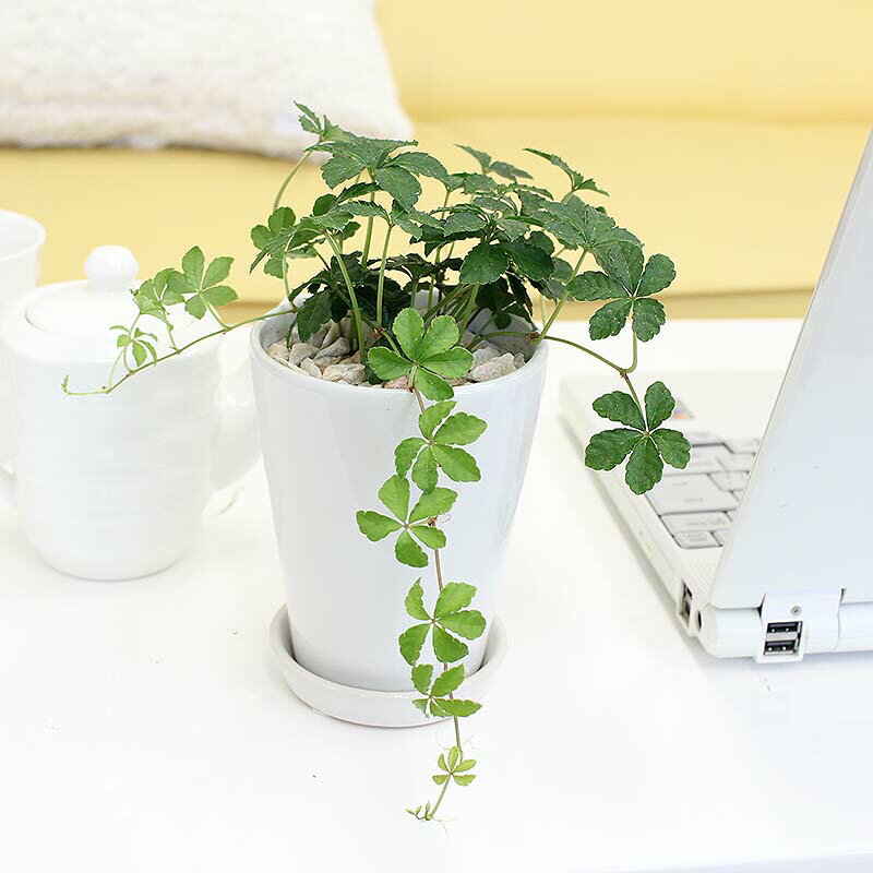 シッサス シュガーバイン・ホワイト陶器鉢 丸ロング｜小型サイズの観葉植物 送料無料のサムネイル