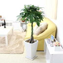 スタイリッシュ!人気のパキラ 8号+スクエアホワイトロング陶器鉢 Gタイプ|観葉植物 ブルーミングスケープ