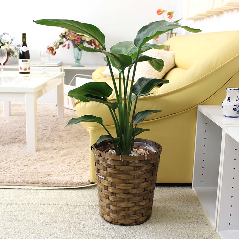 南国のゆったりした時間がながれそうな観葉植物 ストレリチア ストレチア オーガスタ 花 観葉植物 7号 観葉植物 7号 バスケット鉢カバー 中型サイズの観葉植物 ブルーミングスケープ