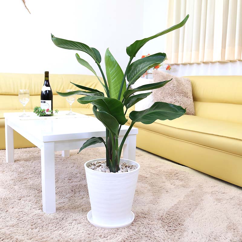 ���Τ䤵��������륹�ȥ������ʥ��ȥ�����ˡ����������� 8�� 3������ ���٤륻�饢����ȭ�ô��տ�ʪ �֥롼�ߥ󥰥�������