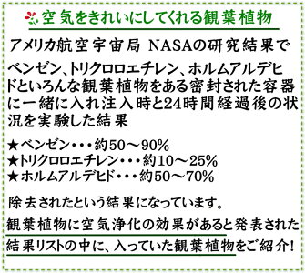 【送料無料】空気を浄化するといわれているサンスベリアの選べる陶器鉢6号「ストレート」