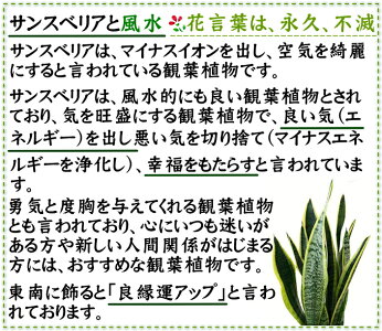 【送料無料】空気を浄化するといわれているサンスベリア・ホワイト陶器鉢丸ロング|小型サイズの観葉植物