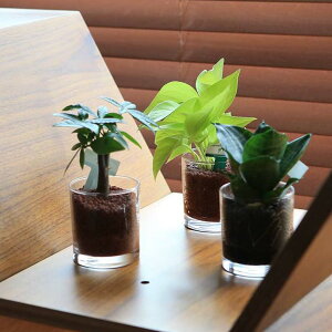 ネオコール植えミニ観葉植物(ガラス容器)3鉢セット【種類も色もよりどり選べる福袋Aセット】「ハイドロカルチャー」
