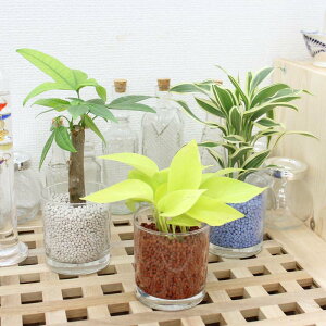 ネオコール植えミニ観葉植物(ガラス容器)3鉢セット【種類も色もよりどり選べる福袋Aセット】「ハイドロカルチャー」