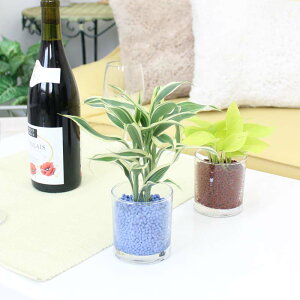 ネオコール植えミニ観葉植物(ガラス容器)3鉢セット【種類も色もよりどり選べる福袋Aセット】「ハイドロカルチャー」