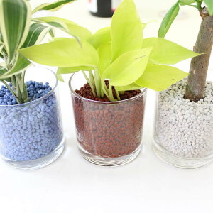 ネオコール植えミニ観葉植物(ガラス容器)3鉢セット【種類も色もよりどり選べる福袋Aセット】「ハイドロカルチャー」