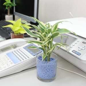 ネオコール植えミニ観葉植物(ガラス容器)3鉢セット【種類も色もよりどり選べる福袋Aセット】「ハイドロカルチャー」