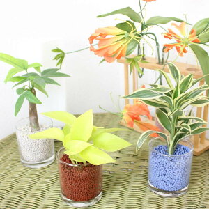 ネオコール植えミニ観葉植物(ガラス容器)3鉢セット【種類も色もよりどり選べる福袋Aセット】「ハイドロカルチャー」