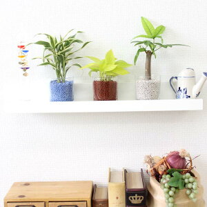 ネオコール植えミニ観葉植物(ガラス容器)3鉢セット【種類も色もよりどり選べる福袋Aセット】「ハイドロカルチャー」