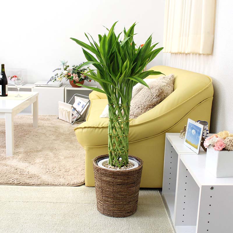 71 cm - 130 cm - 開運竹 7号＋ブラウンバスケット鉢カバー 土の表面：化粧石｜観葉植物 ブルーミングスケープ