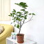 レモンの木の苗 (プラスチック鉢 6号) 鉢植え