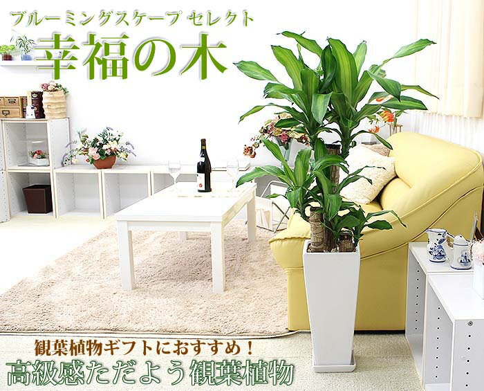 ブルーミングスケープ『幸福の木7号選べるスクエア陶器鉢Zタイプ（g8-massanz）』