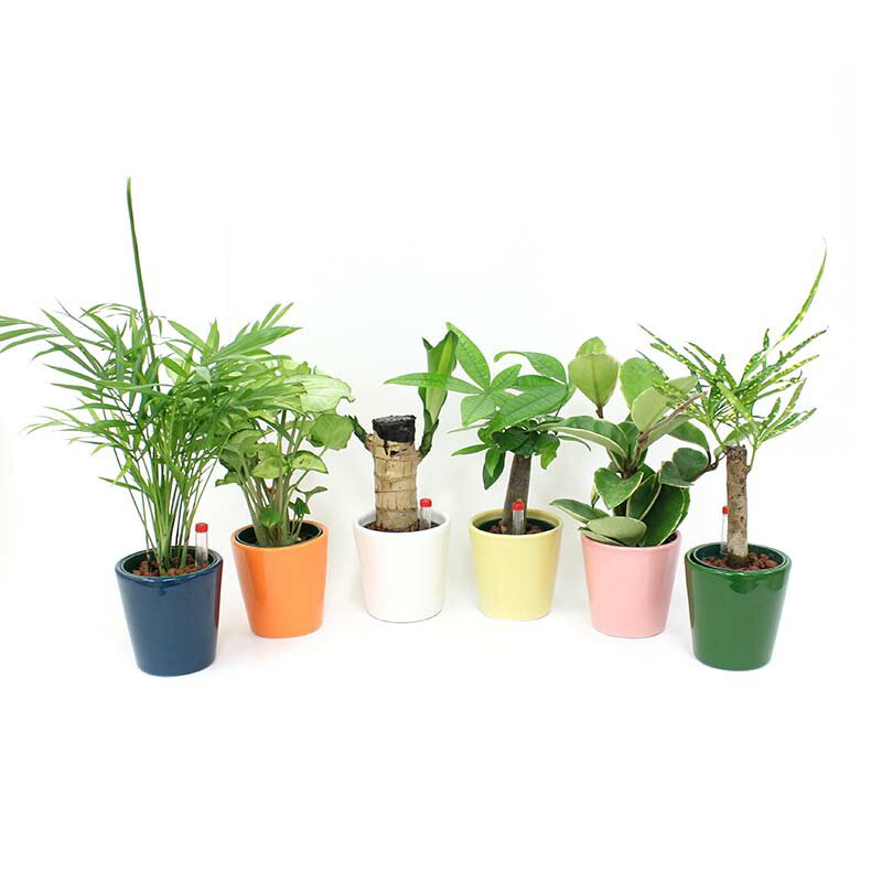 【送料無料】ハイドロカルチャー ミニ観葉植物 品種と陶器鉢の色を選べる 6鉢セット