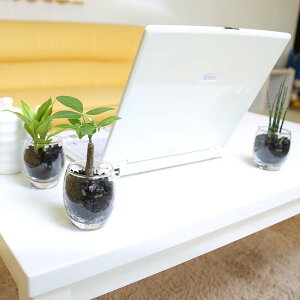 楽天市場 ミニ観葉植物 Eco 炭植え ガラス容器 3鉢セット ブルーミングスケープ 楽天市場 ミニ観葉植物 Eco 炭植え ガラス容器 3鉢セット ブルーミングスケープ