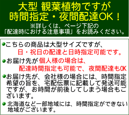 幸福の木 8号(朴タイプ) 単品 (受皿付き・...の紹介画像2