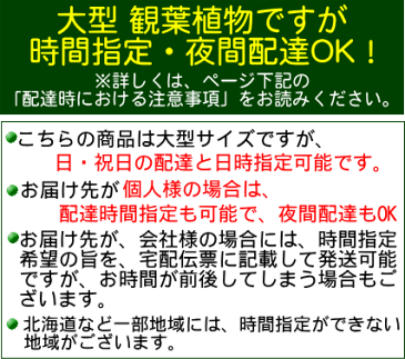 【送料無料】開運竹 8号 スクエア陶器鉢＋シッサス シュガーバイン寄せ植え Gタイプ｜中型サイズの観葉植物