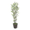 人工 黒竹 5本立(鉢あり) 1.5m内外【※お届け先:法人様限定】(4)
