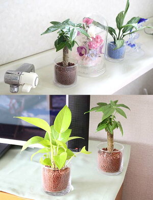 ネオコール植えミニ観葉植物(ガラス容器)3鉢セット【種類も色もよりどり選べる福袋Aセット】「ハイドロカルチャー」