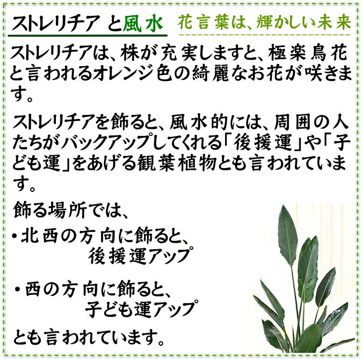 �����������ȥ����� �Υ�꡼�� 7�� �ۥ磻�ȥ�������ƫ��ȭ ���ȥ졼�� �ڤ�ɽ�̡����åɥ��åסô��տ�ʪ �֥롼�ߥ󥰥�������