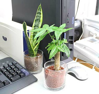 ネオコール植えミニ観葉植物(ガラス容器)3鉢セット【種類も色もよりどり選べる福袋Aセット】「ハイドロカルチャー」