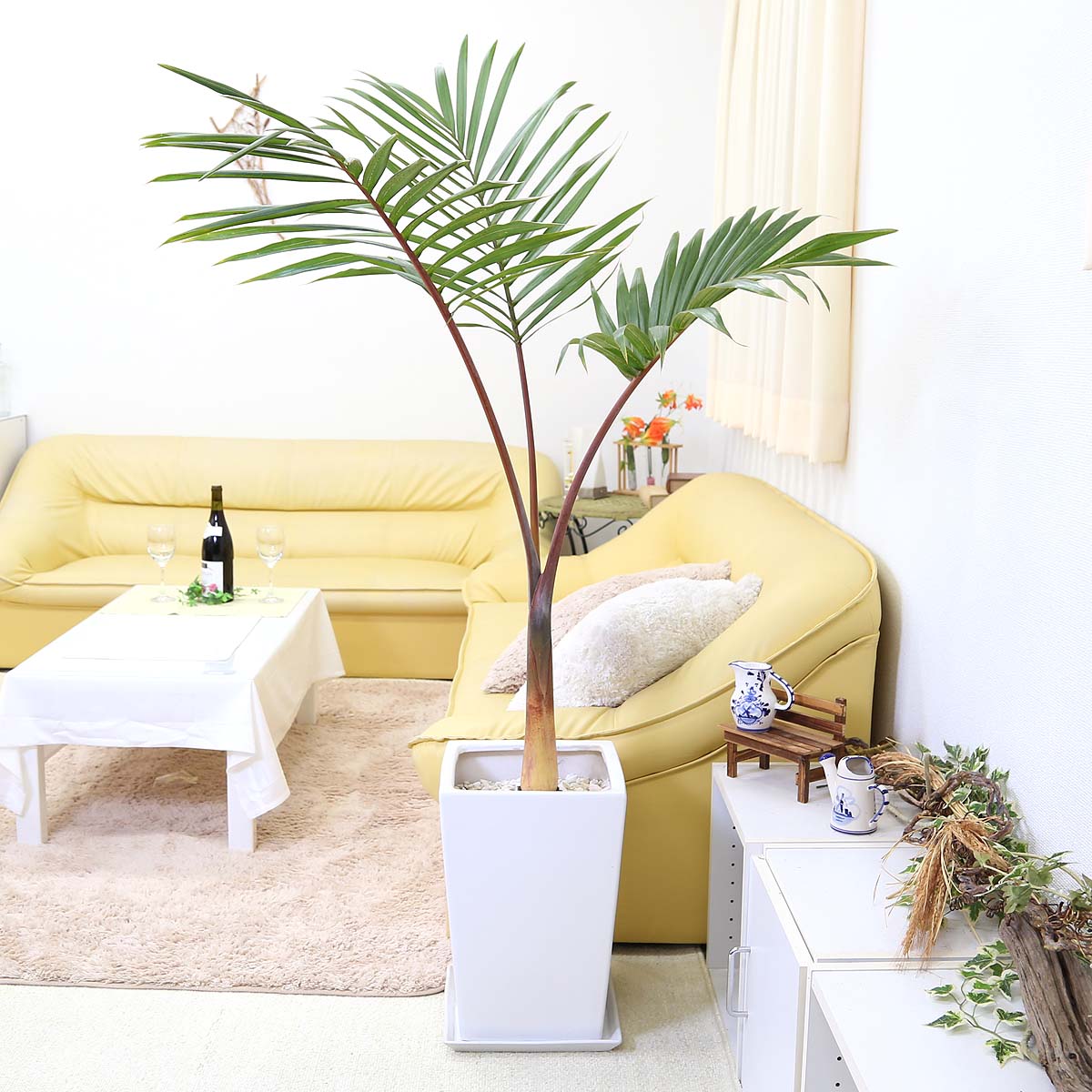 楽天市場】トックリヤシ 観葉植物(種類(植物)ヤシ)の通販 楽天市場】トックリヤシ 観葉植物(種類(植物)ヤシ)の通販