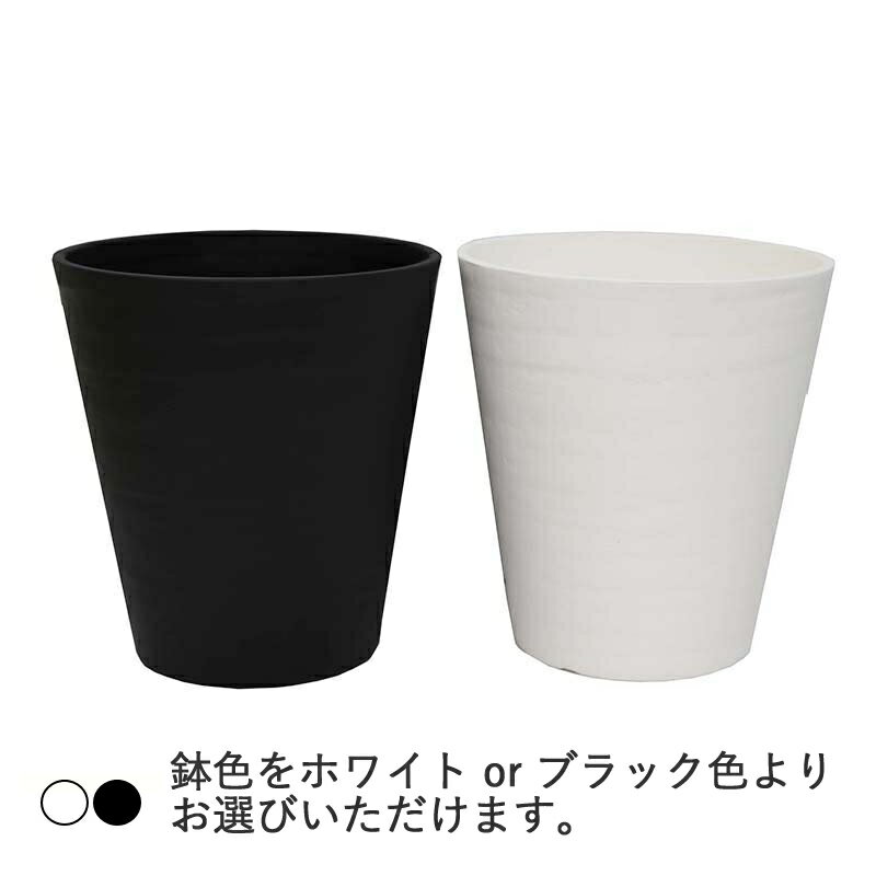 モンステラ 7号 選べるセラアート鉢+プラスチ...の紹介画像2