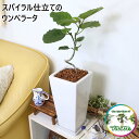 【ブルーミングスケープ】スパイラル仕立てのウンベラータ 7号 ホワイトスクエア陶器鉢 ストレート+陶器製お皿付き 土の表面:ウッドチップ