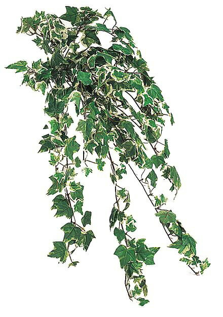 アイビーブッシュ（ダブルカラー）（人工） L50cm