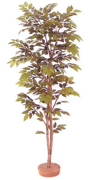 ケヤキ（鉢なし）1.5m内外（人工）