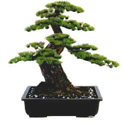 長角12号（工芸盆栽）